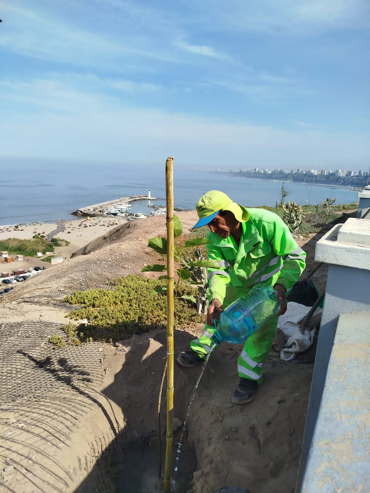 Primer árbol plantado en el Malecón Costa Sur – Campaña “Adopta un Árbol”