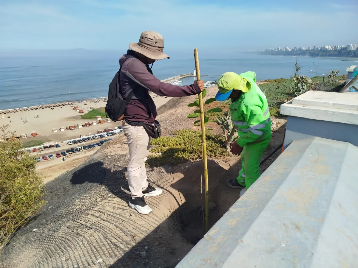 Primer árbol plantado en el Malecón Costa Sur – Campaña “Adopta un Árbol”